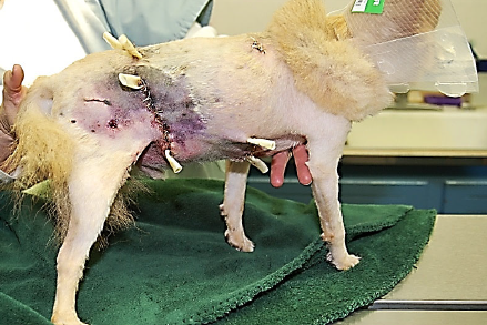 Large Traumatic Wound on Pomeranian Treated with Laser Therapy Presentation