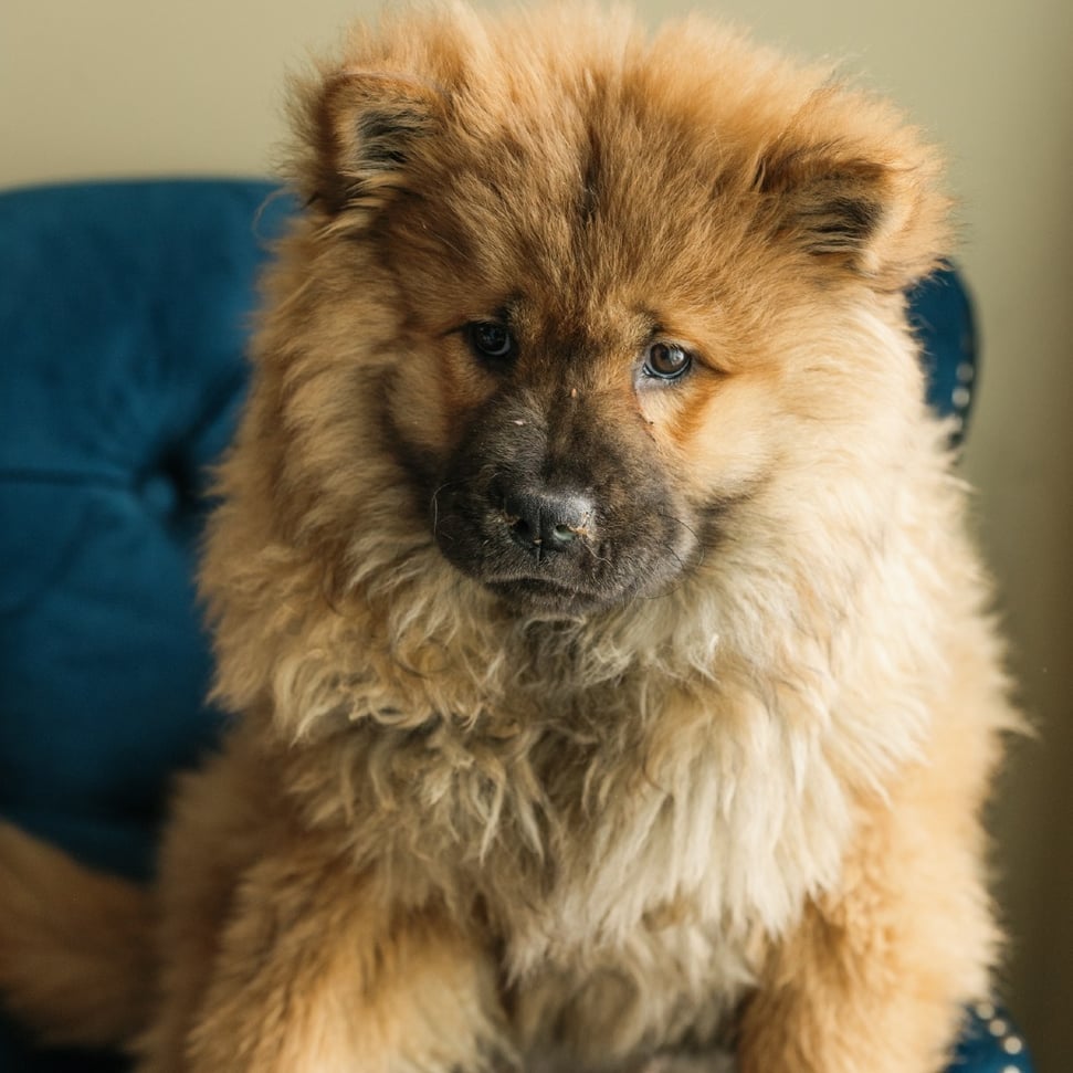 Chow Chow Mixed Breed 14-Week-Old Puppy with Pneumonia Before Laser Therapy