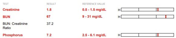 Morkie with Acute Renal Disease After 3 Laser Therapy Treatments