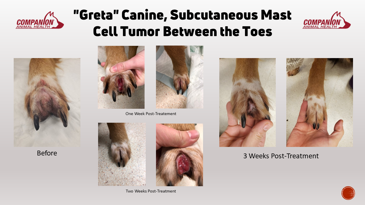 Image shows patient "Greta" with a subcutaneous mast cell tumor between the toes before Nanotherapy treatment, one week post treatment, two weeks post treatment, and three weeks post treatment.