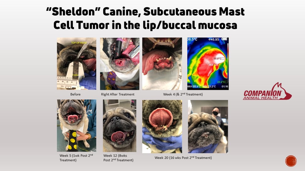  pug "Sheldon" with a subcutaneous mast cell tumor in the lip/buccal mucosa before Nanotherapy treatment, during treatment, and up to 20 weeks after treatment.