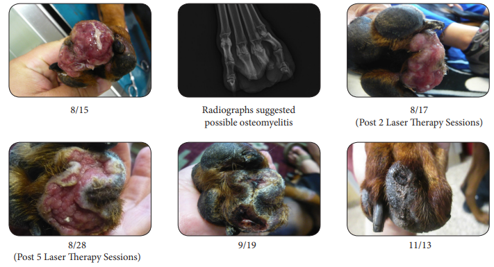 Osteomyelitis on Doberman Pinscher Treated with Laser Therapy