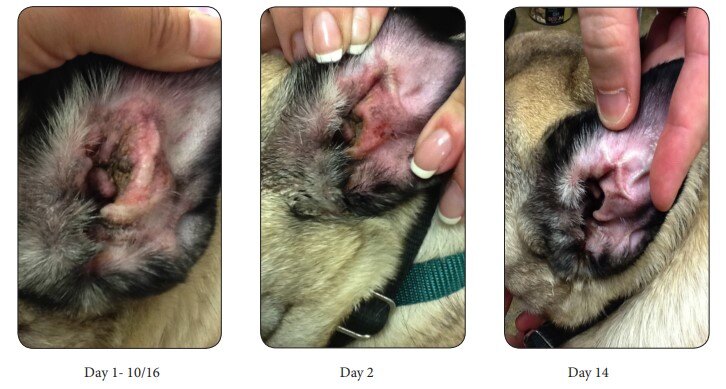 Otitis on Mixed Breed Canine Treated with Laser Therapy