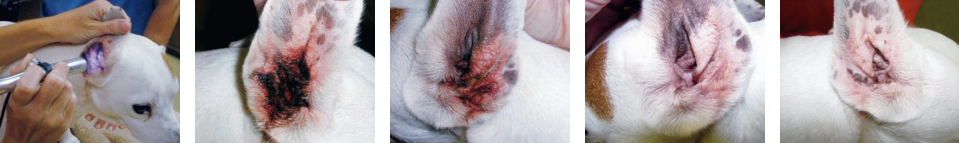 Otitis on Jack Russell Terrier Treated with Laser Therapy