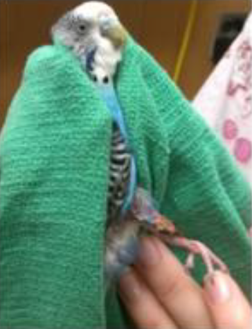 Parakeet with degloving wound after six laser therapy treatments