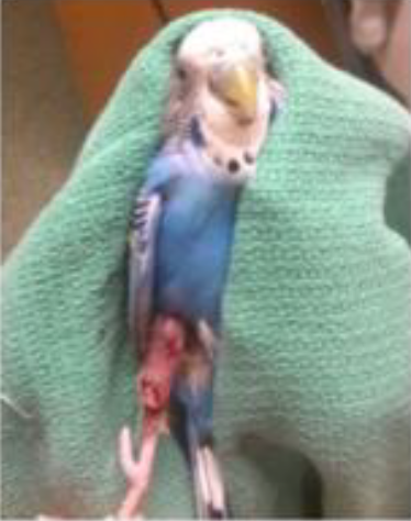 Parakeet with degloving wound after three laser therapy treatments