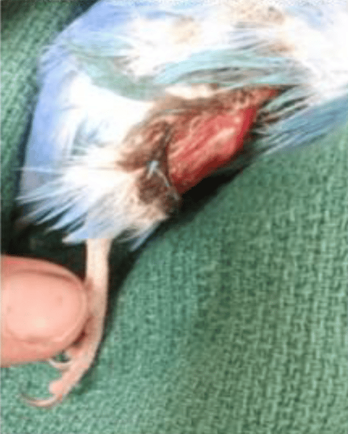 Parakeet with degloving wound before laser therapy treatment