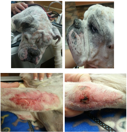 Picture of Bulldog with Open Elbow Wound Complicated by Immune Suppression after being healed with laser therapy