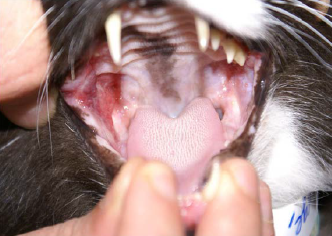 Plasmacytic Stomatitis on Cat After Laser Therapy Treatment