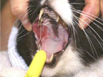 Plasmacytic Stomatitis on Cat Before Laser Therapy Treatment