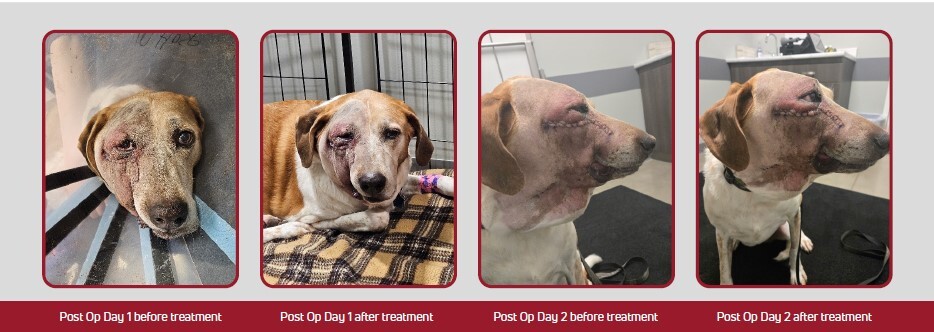 Post-Op Swelling on Canine Before and After Laser Therapy
