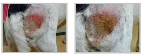 Pyotraumatic Dermatitis, Canine before and after