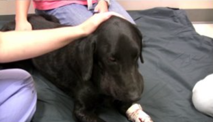 Labrador Retriever with envenomation from prairie rattlesnake before laser therapy treatment