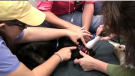 Rattlesnake Envenomation Being Treated by Companion Laser Therapy