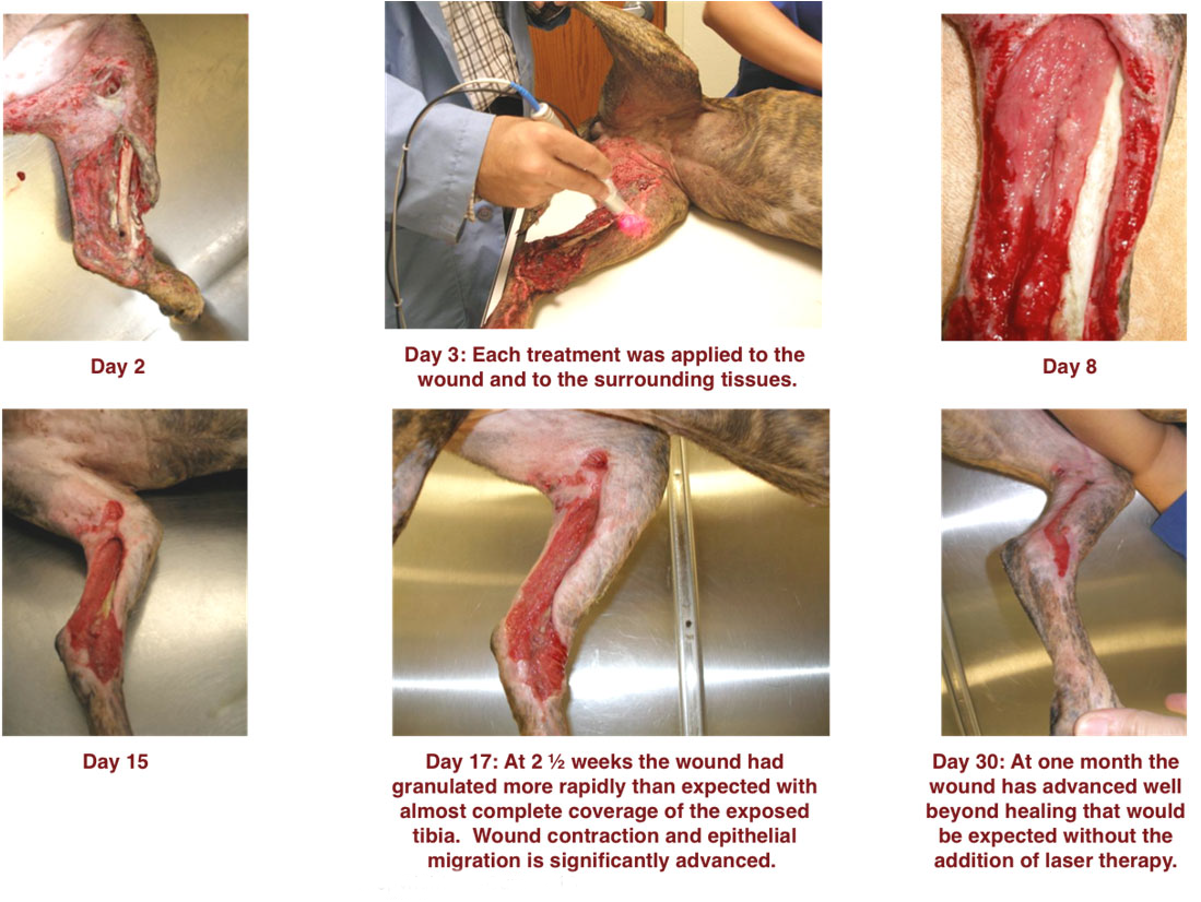 Severe Femur Wound on Pitbull Treated with Laser Therapy Treatment Photos