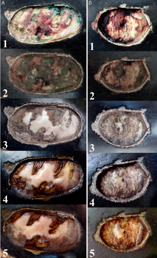 Severe Ulcerative Dermatitis in Aubrys Flapshell Turtle Lesions Treated without and with Laser Therapy Progression