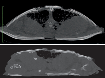 Severe Ulcerative Dermatitis in Aubrys Flapshell Turtle Sagittal and Transverse Computed Tomography Images of Penetrating Lesions and Bone Lysis 11 Weeks After Presentation