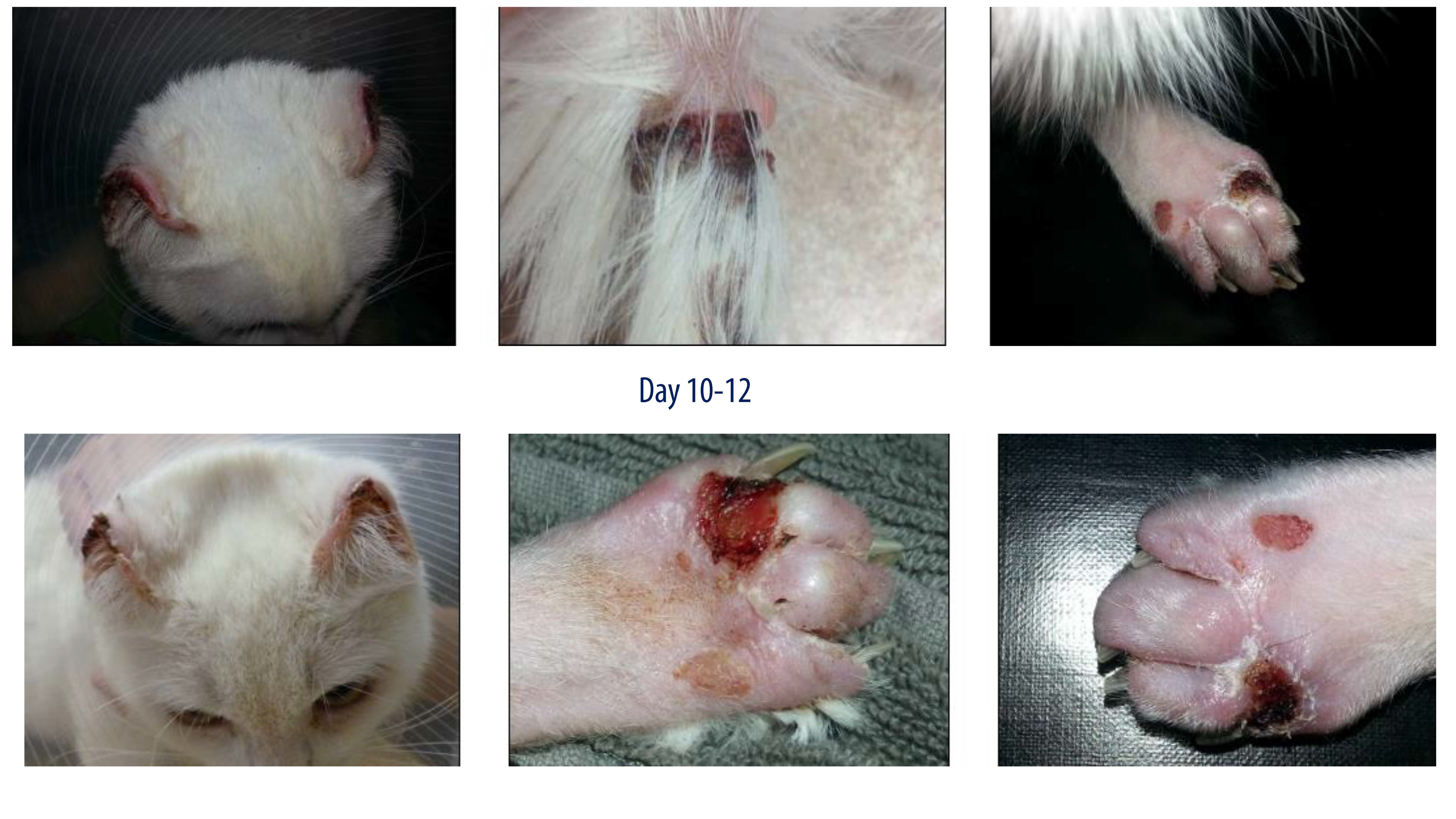 DSH cat with frostbite after three laser therapy treatments