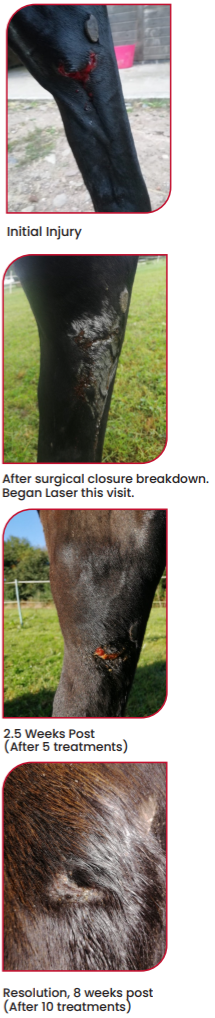 Traumatic Wound on Irish Sport Horse Treated with Laser Therapy Progress Photos