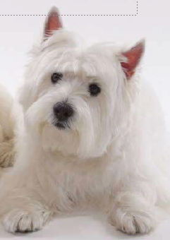 Westie with pulmonary fibrosis before being treated with laser therapy