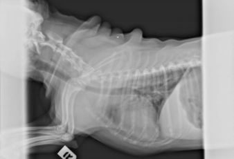 Westie with pulmonary fibrosis following bronchodilators treatment side view