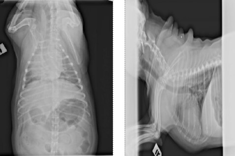 Westie with pulmonary fibrosis following bronchodilators treatment