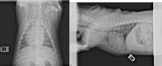 Westie with pulmonary fibrosis following laser therapy