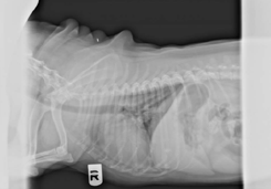 Westie with pulmonary fibrosis radiographs side view