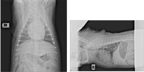 Westie with pulmonary fibrosis radiographs