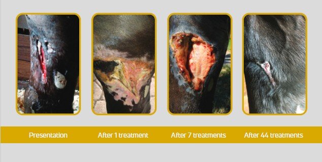 Horse with deep laceration treatment progression with laser therapy