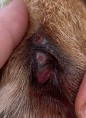 Interdigital cyst on canine after two laser therapy treatments