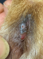 Interdigital cyst on canine after 3 laser therapy treatments