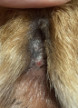 Interdigital cyst on canine after 4 laser therapy treatments