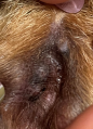 Interdigital cyst on canine after 5 laser therapy treatments
