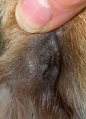 Interdigital cyst on canine after 6 laser therapy treatments