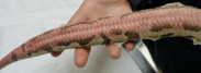 Adult ball python with thermal burn before laser therapy treatment