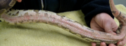 Adult ball python with thermal burn after two laser therapy treatments