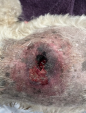 Cyst rupture on wheaton terrier before laser therapy