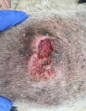 Cyst rupture on wheaton terrier day three after one treatment