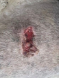 Cyst rupture on wheaton terrier day six after two treatments