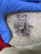Cyst rupture on wheaton terrier after one month of laser therapy treatments