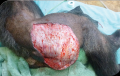 Chimpanzee with extensive skin wound before laser therapy treatment