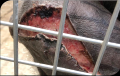 Chimpanzee with extensive skin wound after surgical repair breakdown due to patient interference