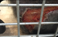 Chimpanzee with extensive skin wound prior to starting laser therapy