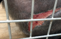 Chimpanzee with extensive skin wound after 15 laser therapy treatments