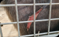 Chimpanzee with extensive skin wound after 34 laser therapy treatments 7 weeks post-op