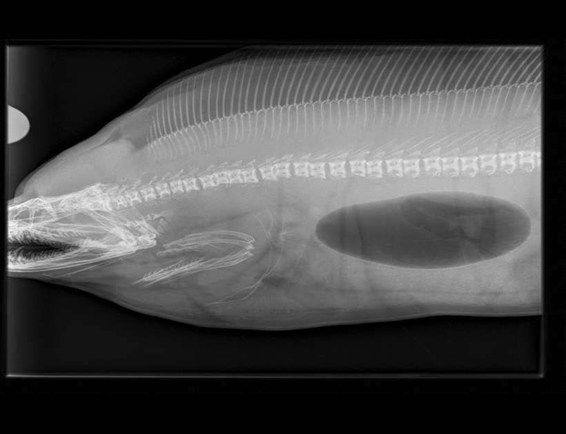 Conan the Eel radiograph with intervertebral disk disease