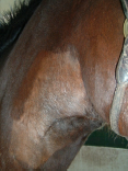 Jugular Thrombosis on Thoroughbred Before Laser Therapy Treatment close up