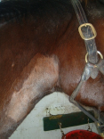 Jugular Thrombosis on Thoroughbred Before Laser Therapy Treatment side view