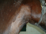Jugular Thrombosis on Thoroughbred After Three Laser Therapy Treatments side view